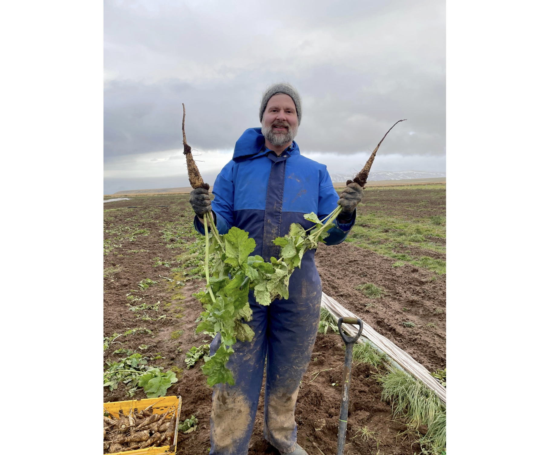 Íslenskar nípur í boði í fyrsta sinn