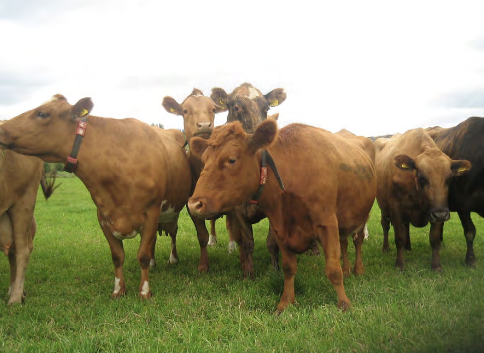 Endurreisn íslenskra landbúnaðarvísinda