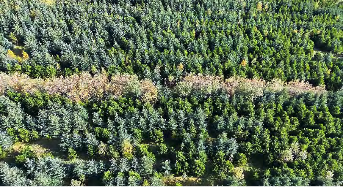 Kolefnisskógrækt og notkun flygilda (dróna) í skógmælingum
