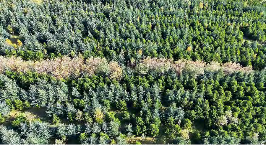Ljósmynd úr dróna, vel má greina hinar ýmsu trjátegundir, t.d. stafafuru, sitkagreni og víði. 