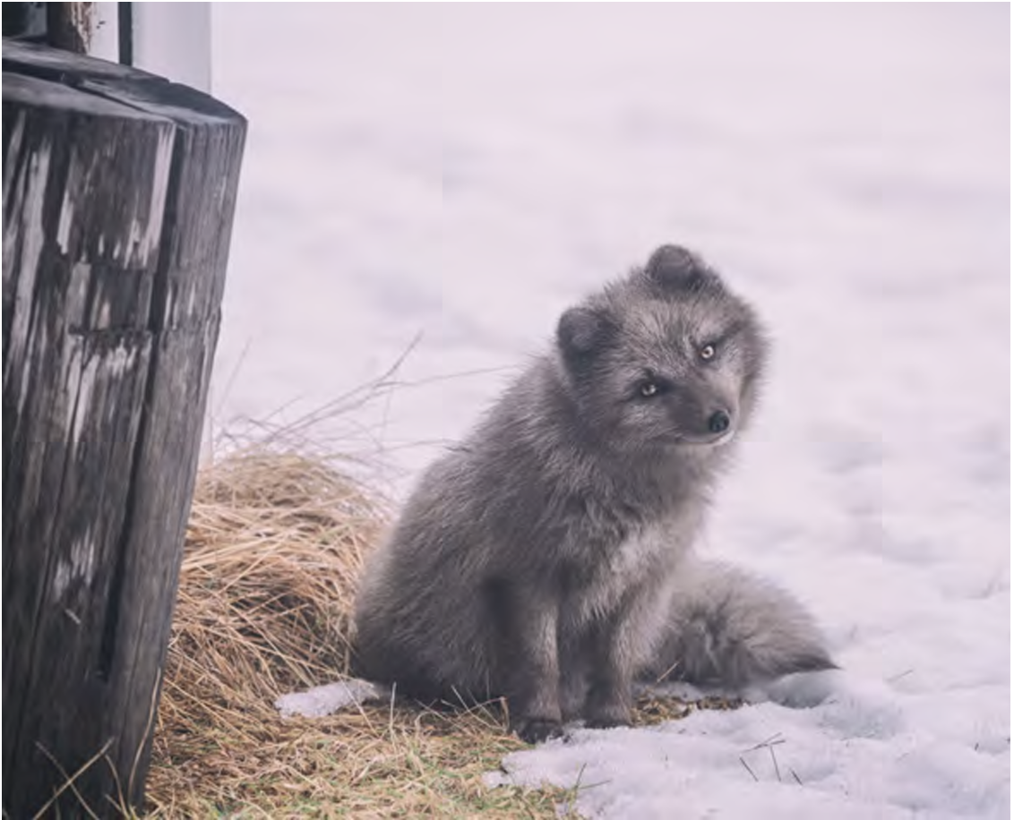 Fullorðnum refum fjölgar í Hornafirði