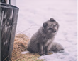 Fullorðnum refum fjölgar í Hornafirði