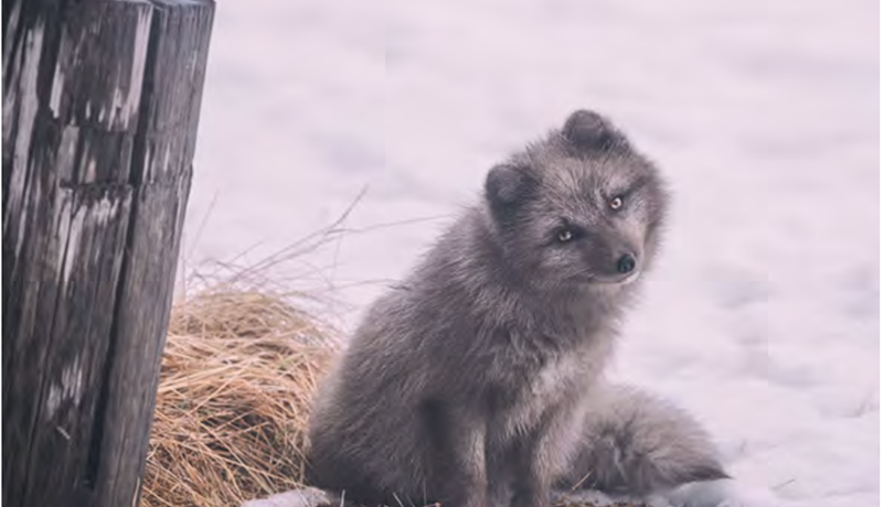 Fullorðnum refum fjölgar í Hornafirði