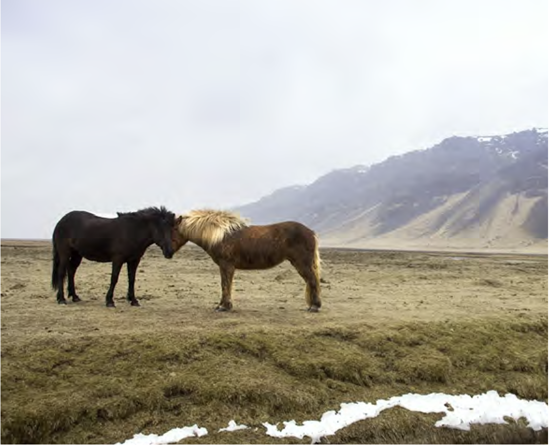Heygæðin og hesturinn
