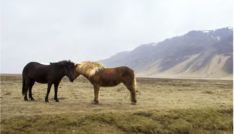 Heygæðin og hesturinn