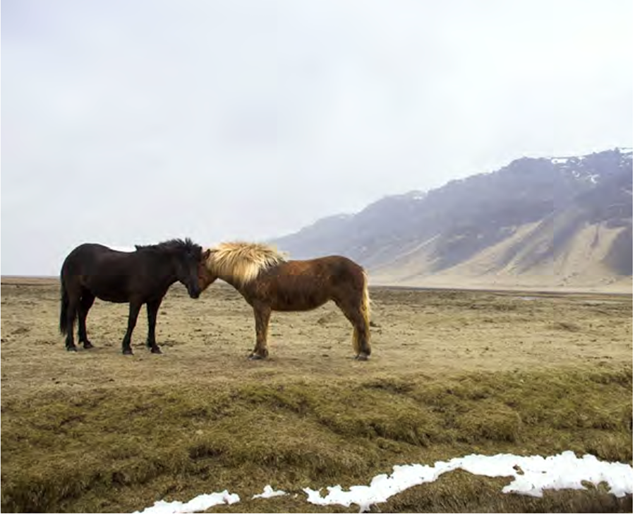 Almennt hefur umræða um fóðurþarfir hesta verið minni en hjá öðrum búfjártegundum. 