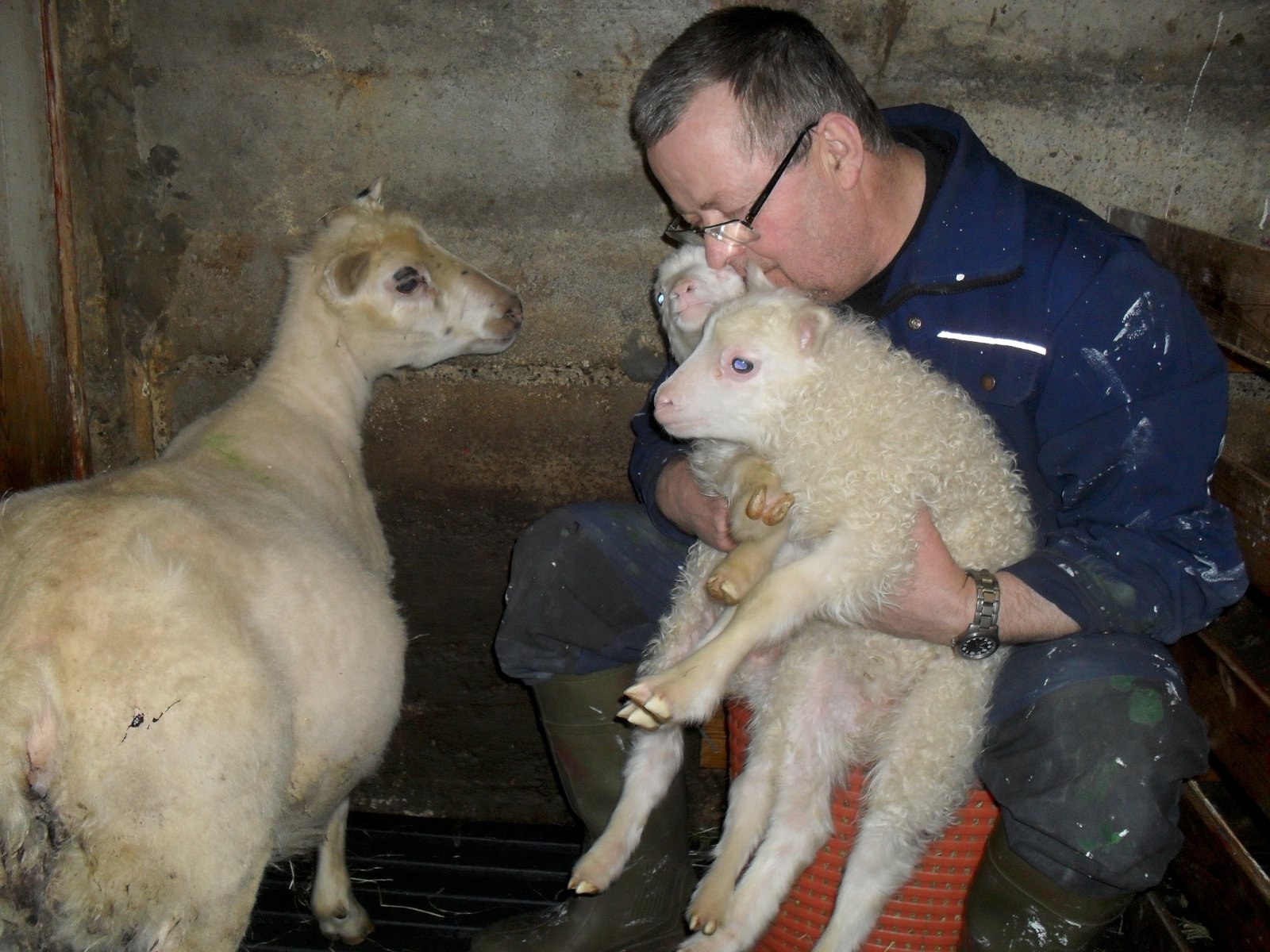 Gemlingurinn Frökk bar tveimur gimbrum