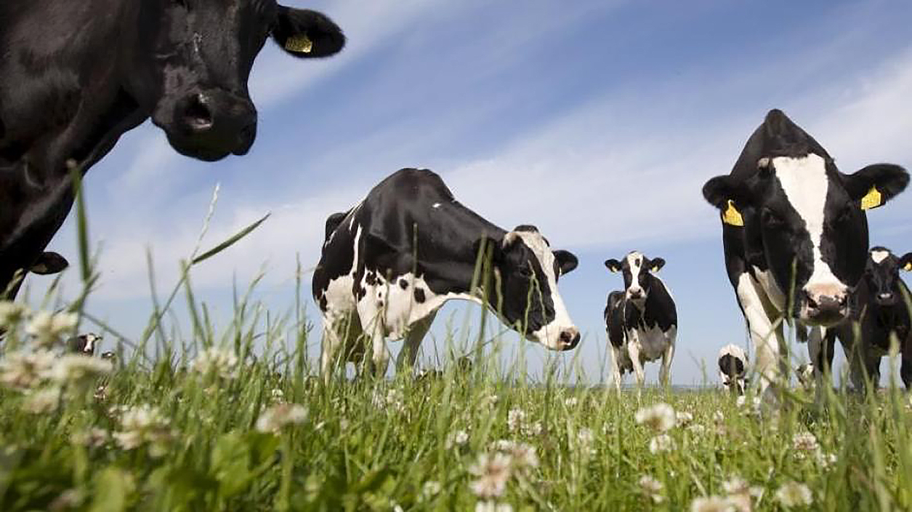 Dönsku kýrnar stefna hratt í 12 tonna ársnyt