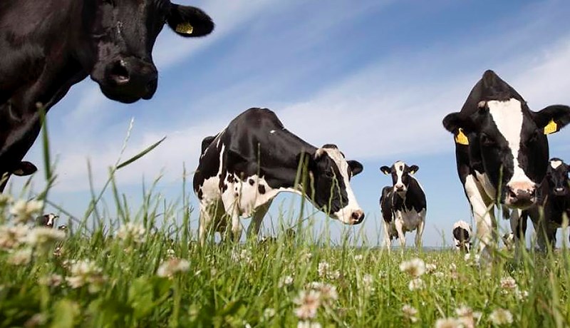 Dönsku kýrnar stefna hratt í 12 tonna ársnyt