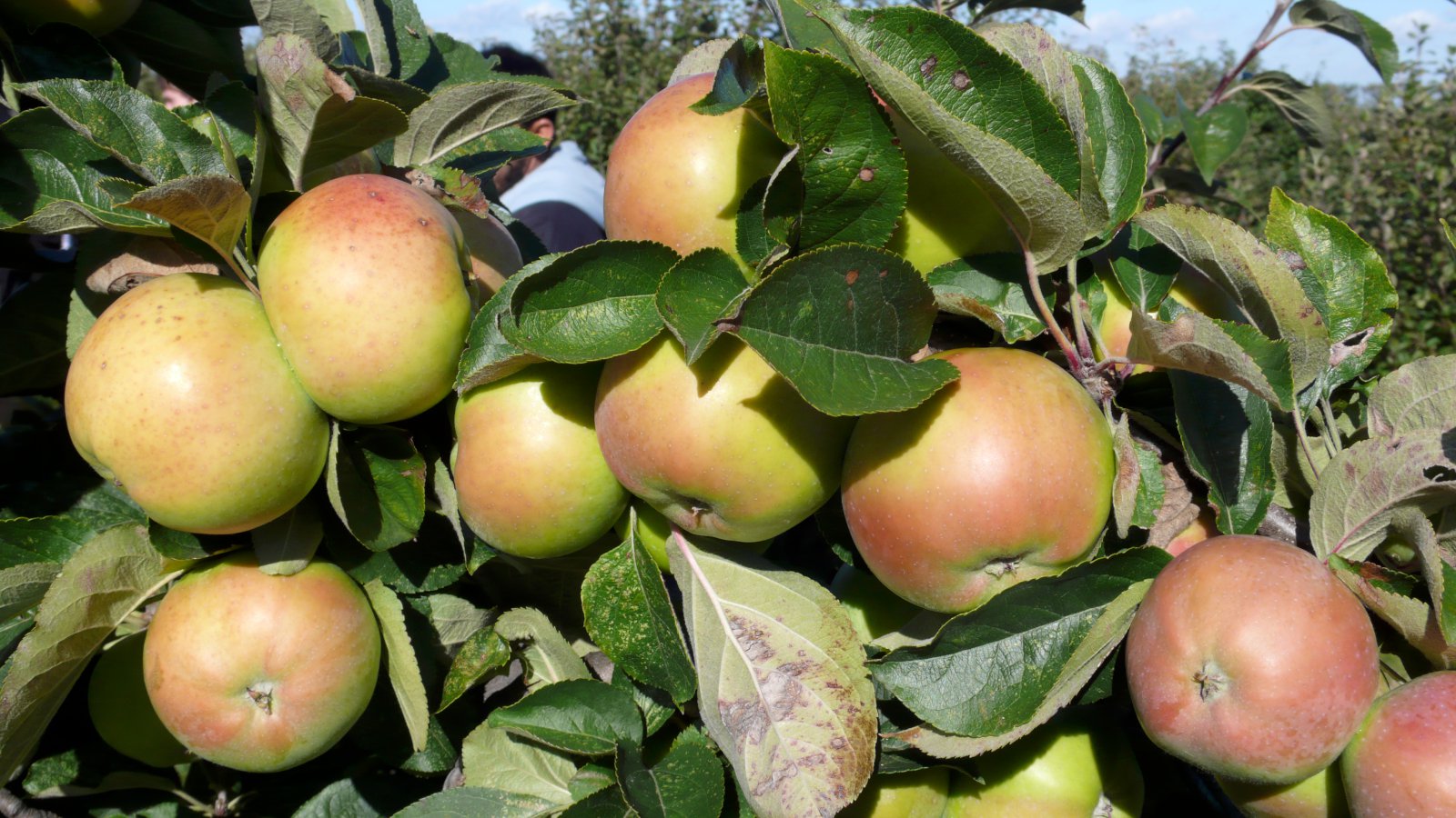 Epli – súr, sæt og forboðin