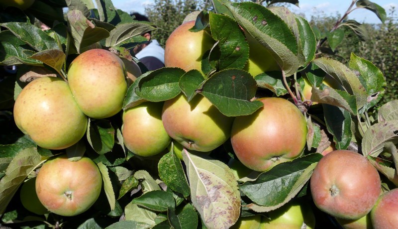 Epli – súr, sæt og forboðin