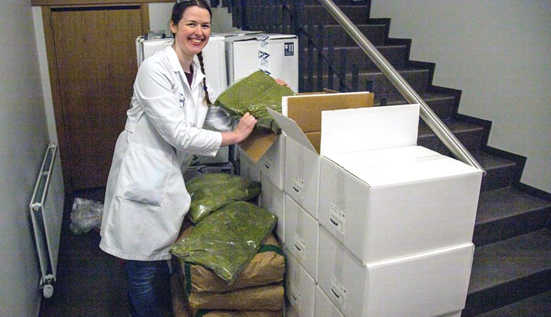 Íslenskir þörungar gætu mögulega dregið úr gróðurhúsaáhrifum frá jórturdýrum