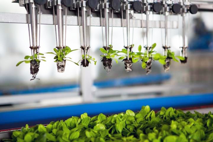 Ræktun á plöntum til fræframleiðslu er að mestu vélvædd.