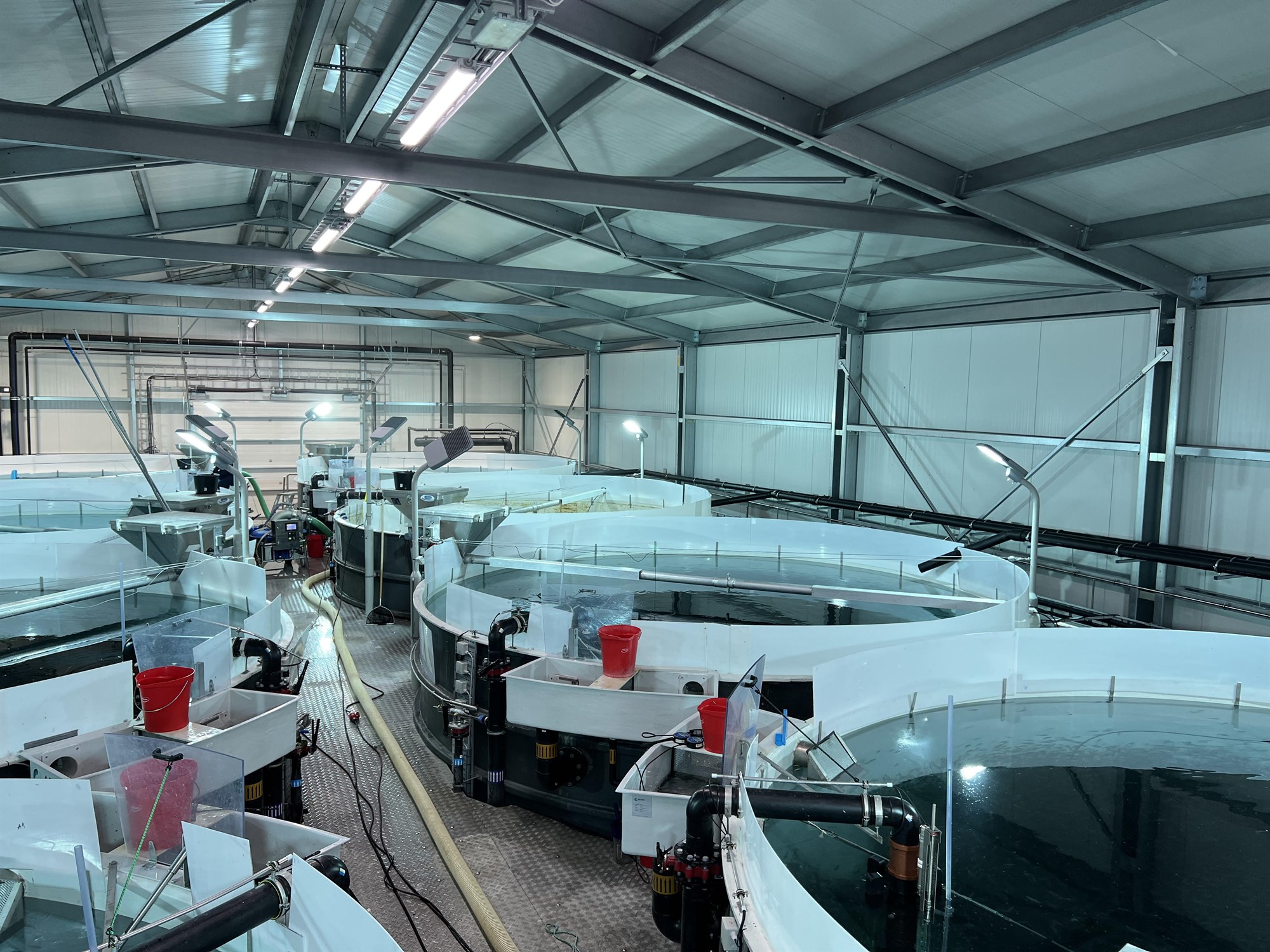 Framtíðarhorfur í fiskeldi