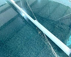 Mikill vöxtur í landeldi