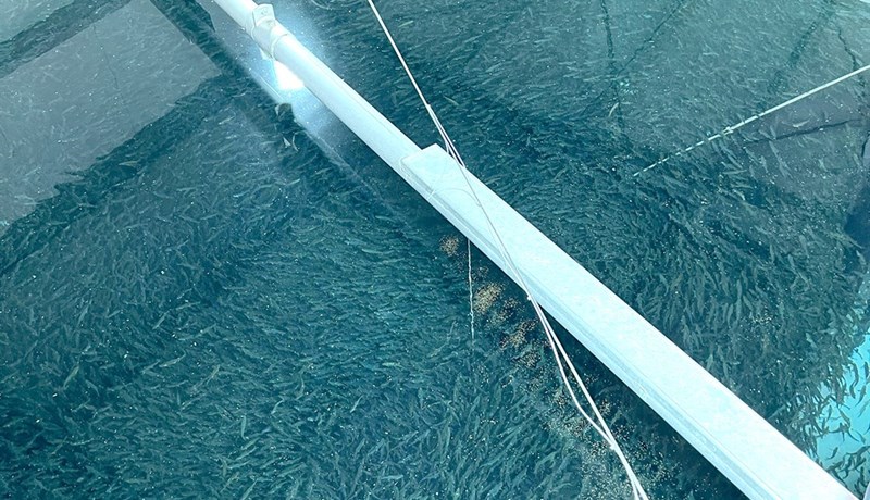 Mikill vöxtur í landeldi