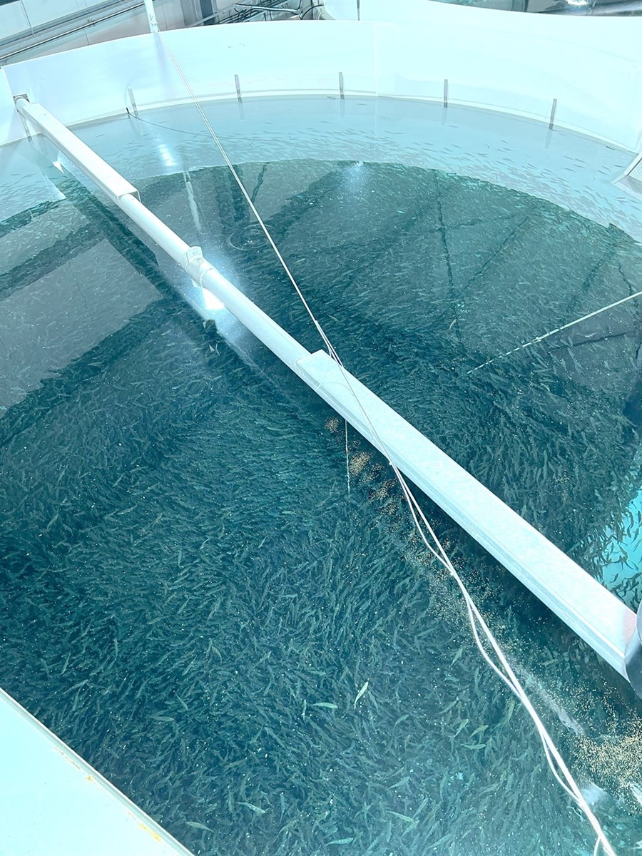 Mikill vöxtur í landeldi