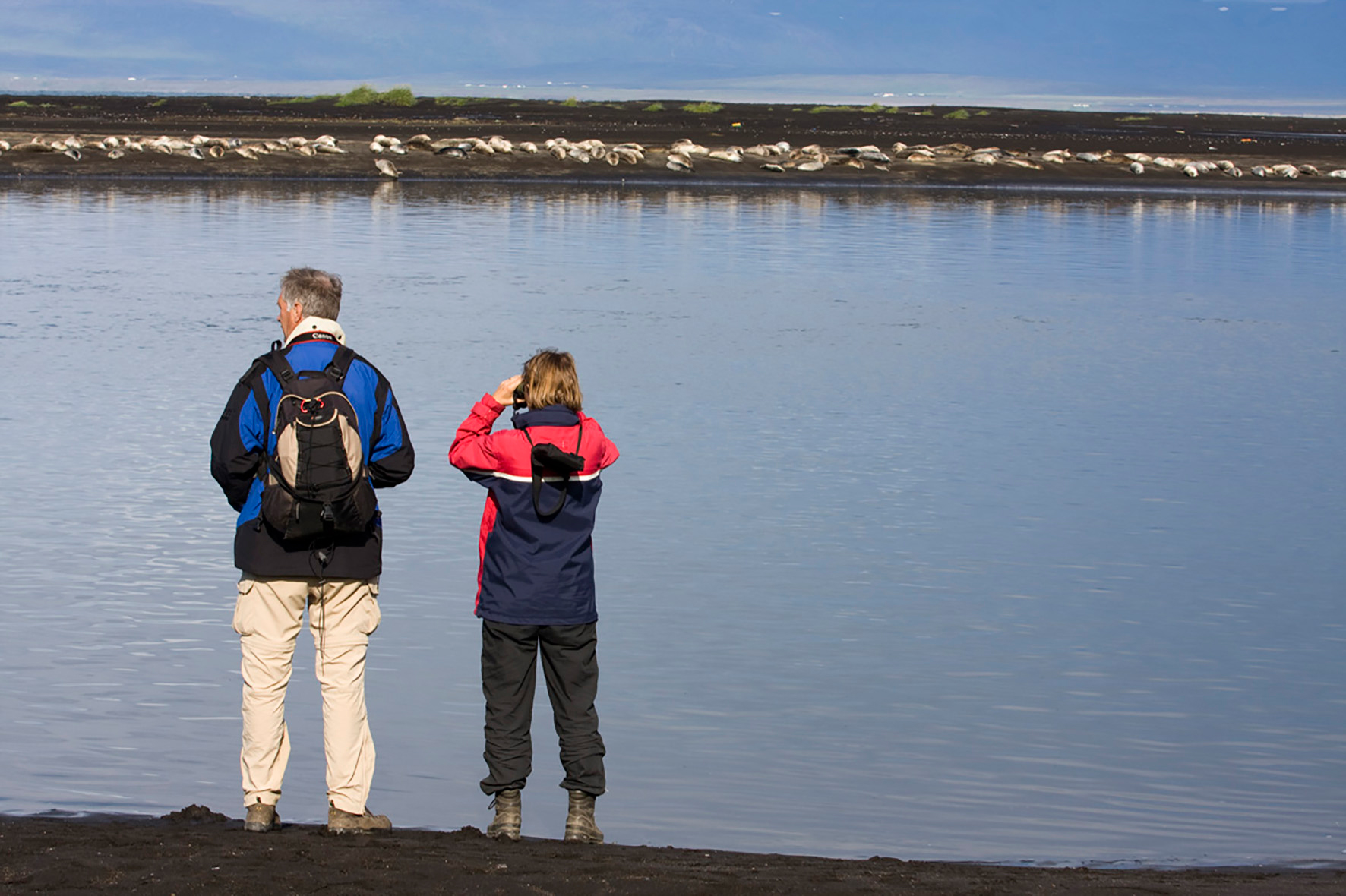 Um 30% fækkun í landselsstofninum