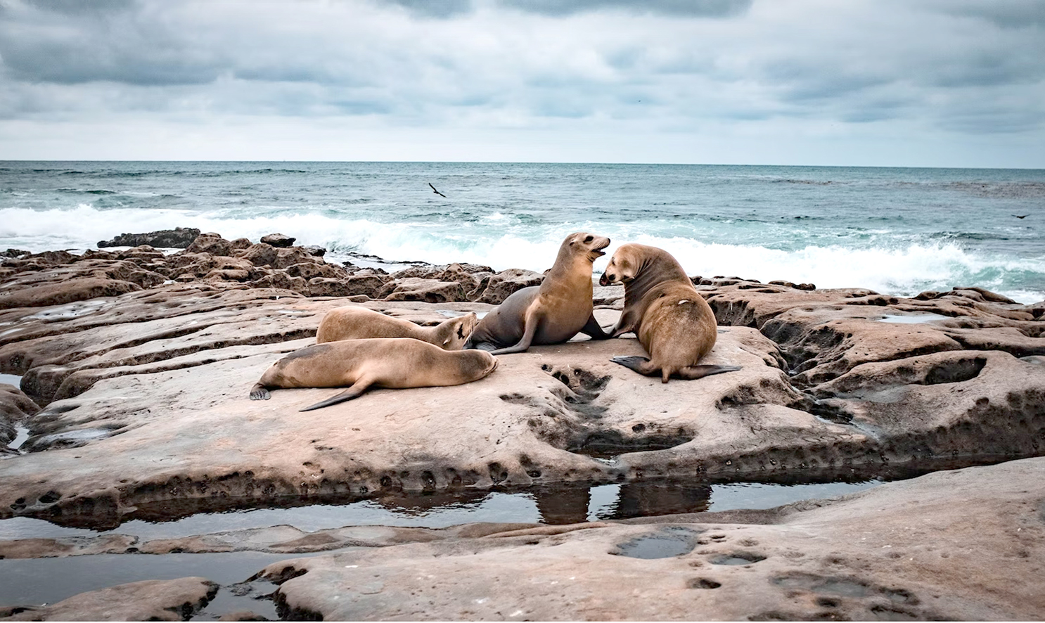 Þúsundir sæspendýra dauð við strendur Perú