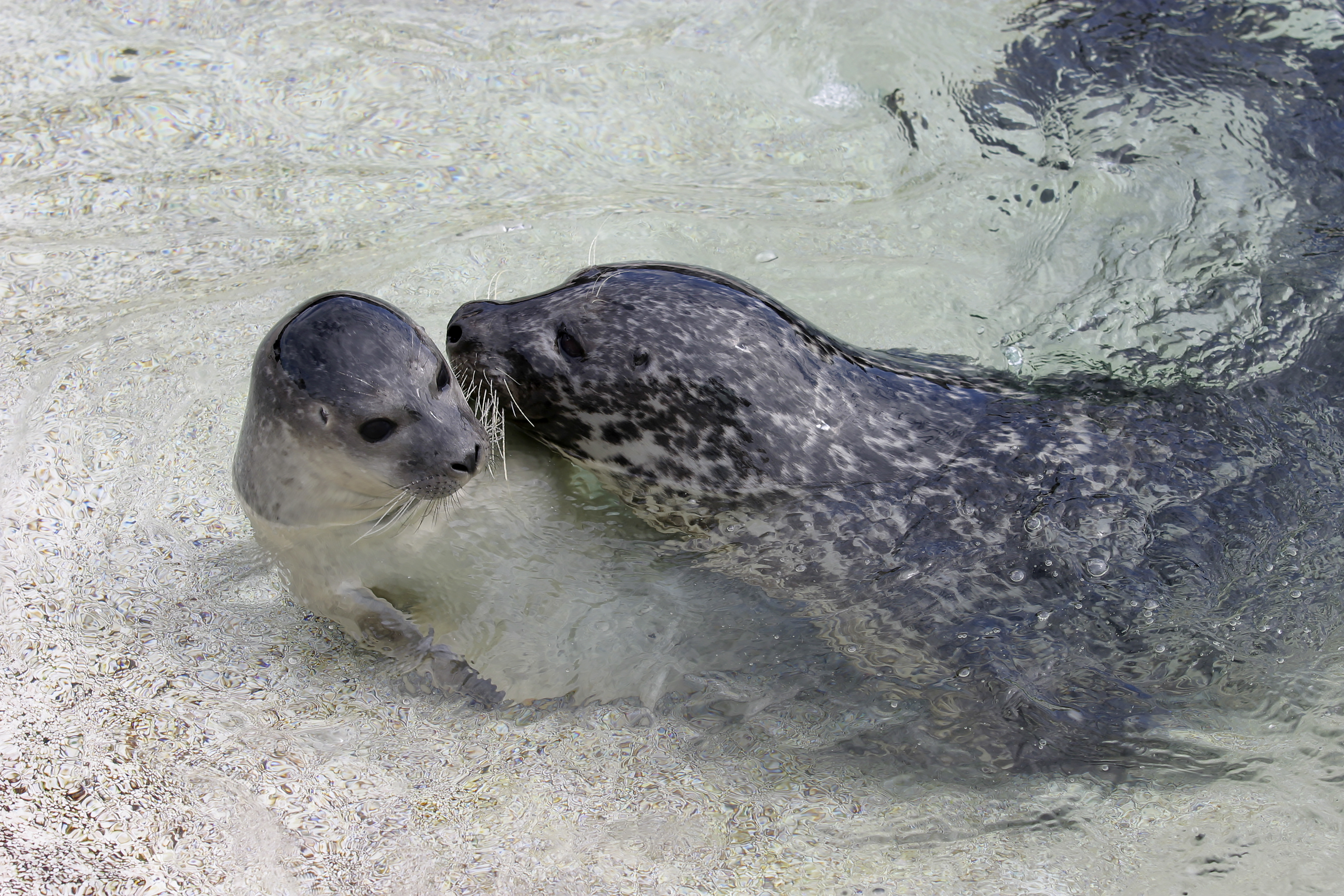 Fyrst fordæmdir – svo friðaðir