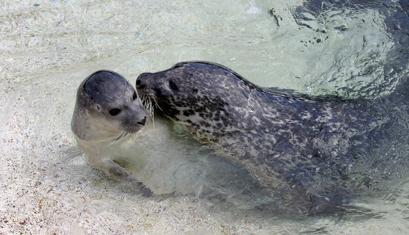 Fyrst fordæmdir – svo friðaðir