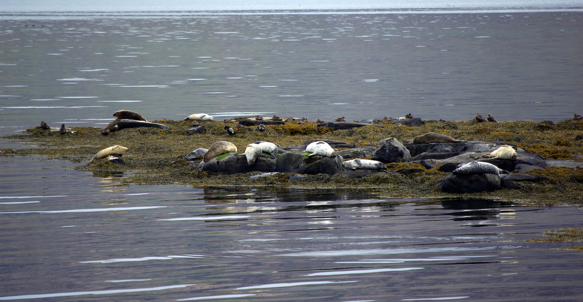 Landselastofninn við sögulegt lágmark