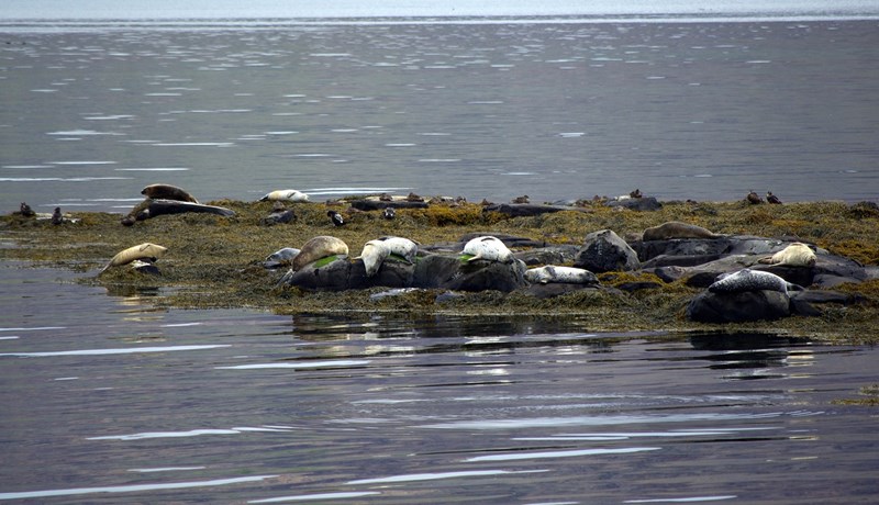 Landselastofninn við sögulegt lágmark