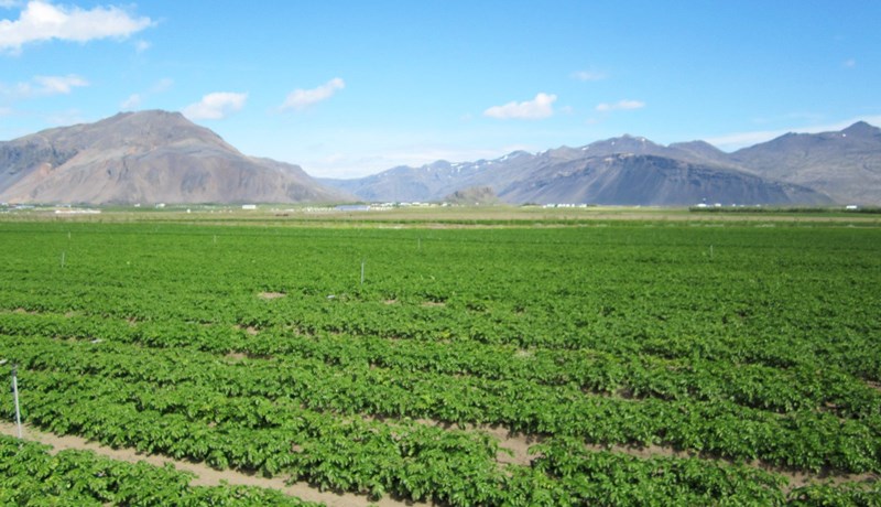 Spóluhnýðissýking gæti valdið alvarlegri uppskeruminnkun í kartöflum