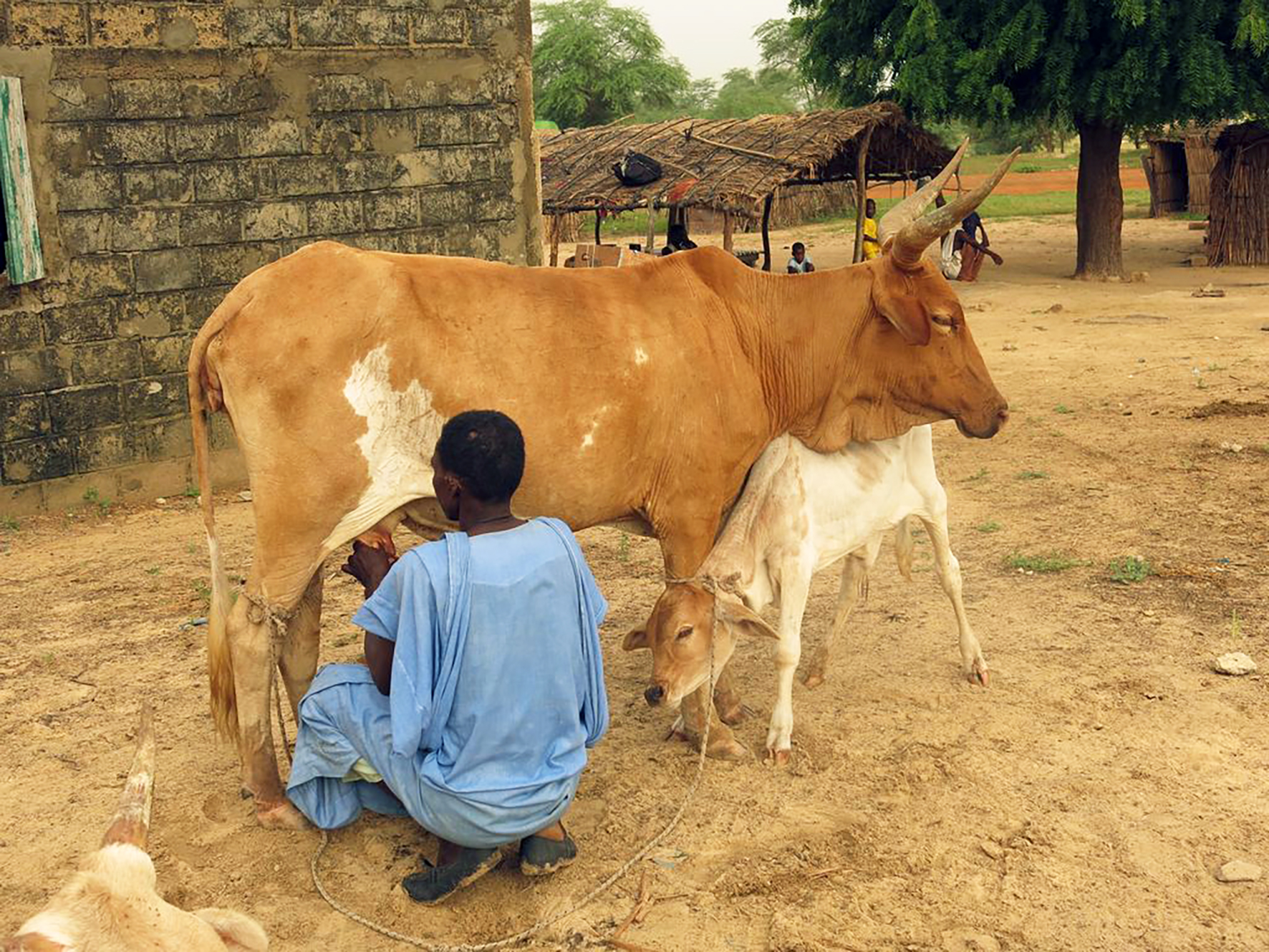 Fagleg ráðgjöf og nýtt erfðaefni hefur gjörbreytt kúabúskapnum í Senegal