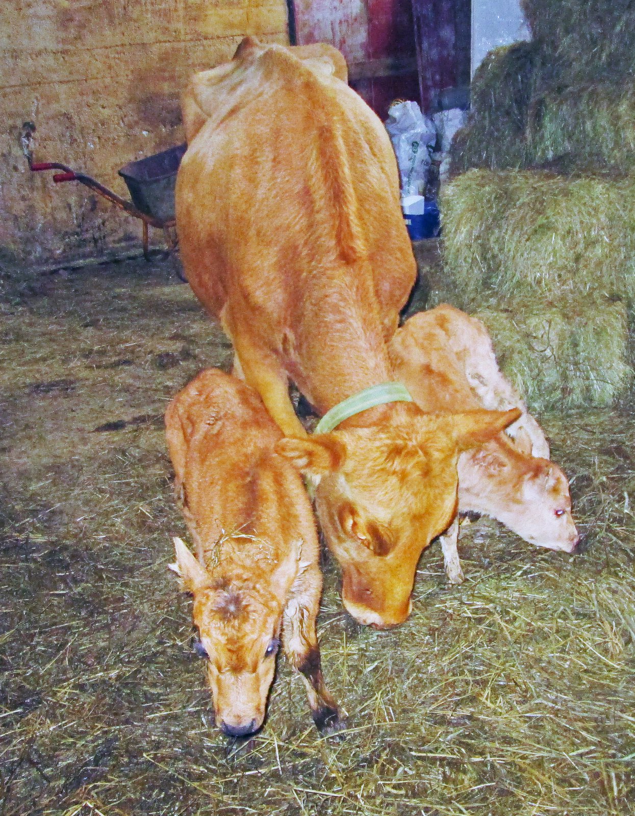 Tvíkefld í tvígang