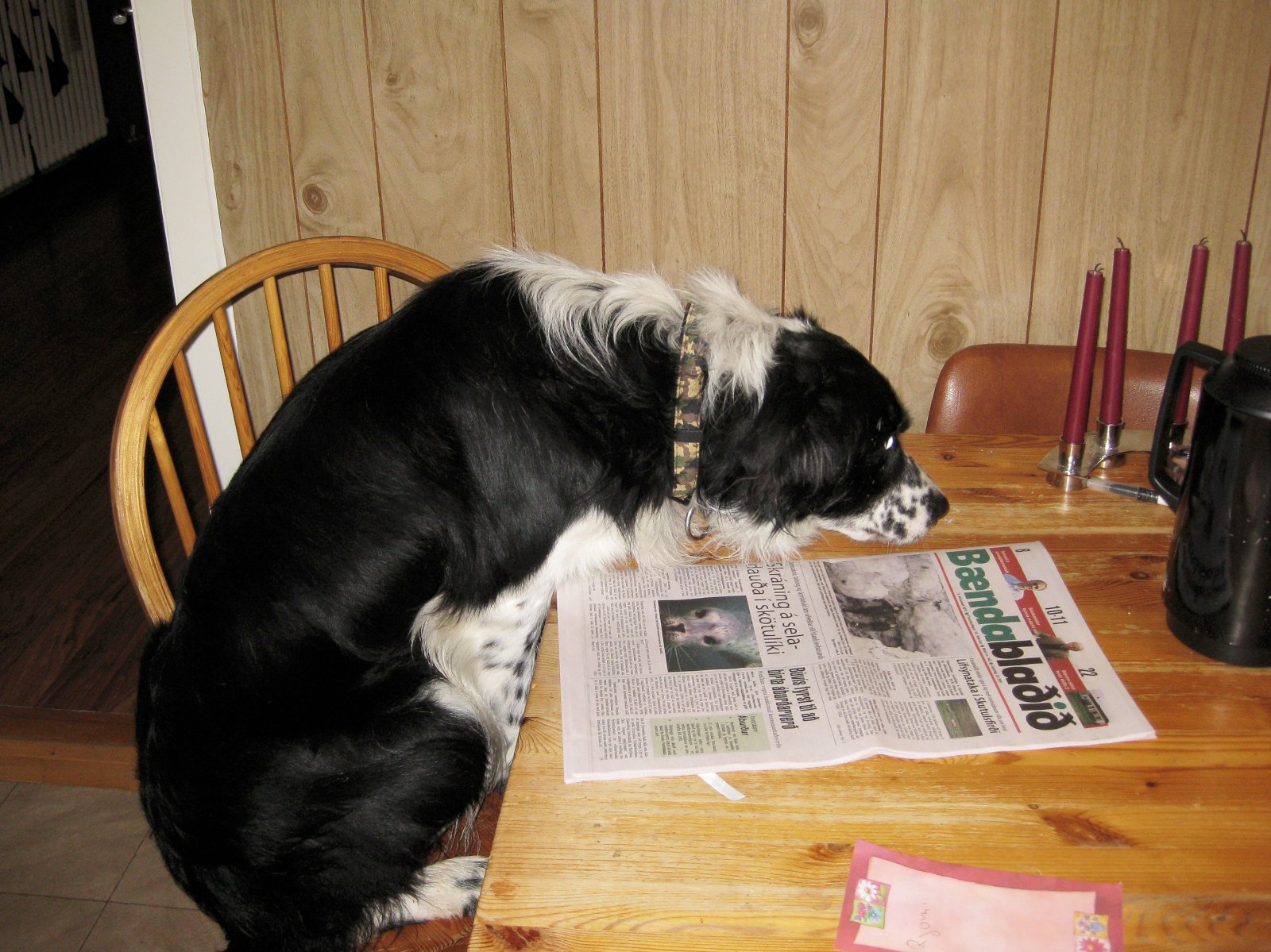 Starfssvæði dýralækna verði endurskoðað