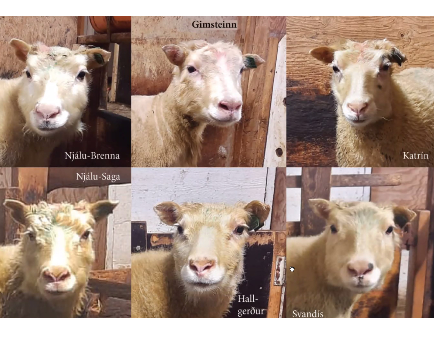 Viðurkennd verndandi arfgerð gegn riðu finnst í sex einstaklingum