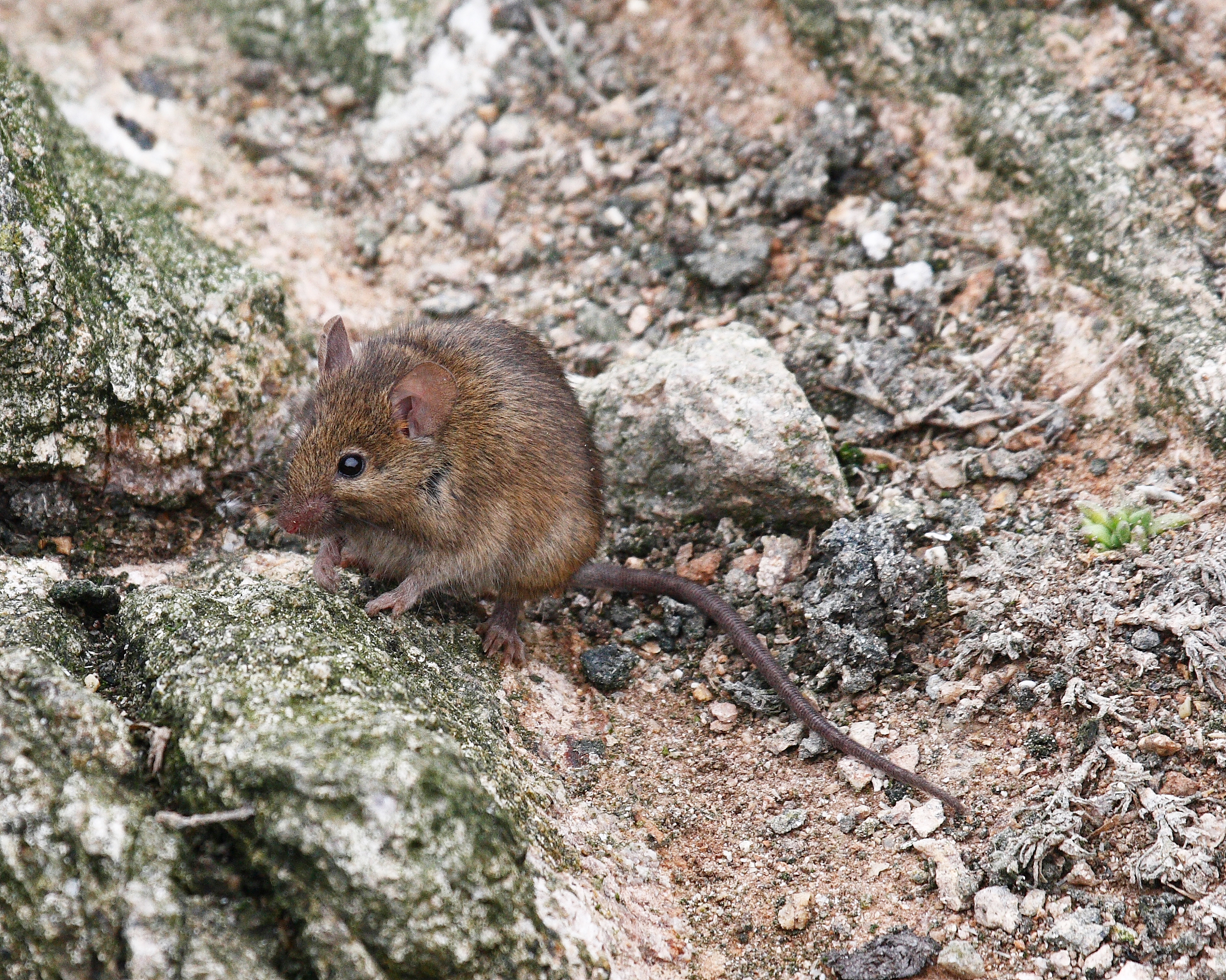 европейская норка куньи. ласка (mustela nivalis). маленький хищный зверек. какие грызуны хищные. куница соболь горностай.