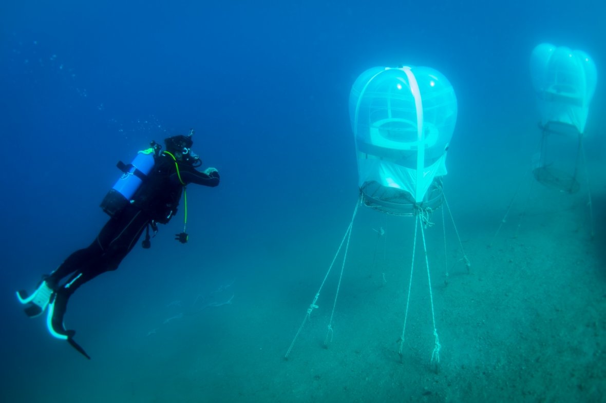 Matjurtir ræktaðar í stórum blöðrum