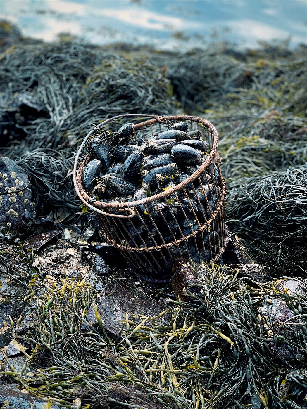 Kræklingur nýttur í fóður fyrir kjúklinga og varphænur
