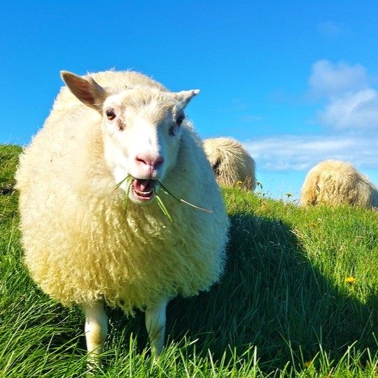 Íþyngjandi stjórnvaldsákvarðanir og sektir
