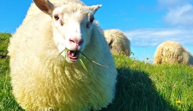 Íþyngjandi stjórnvaldsákvarðanir og sektir