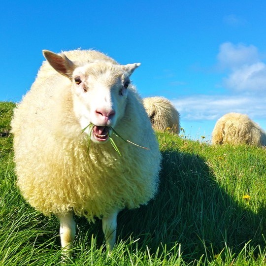 Vel haldnar kindur í grösugum haga.