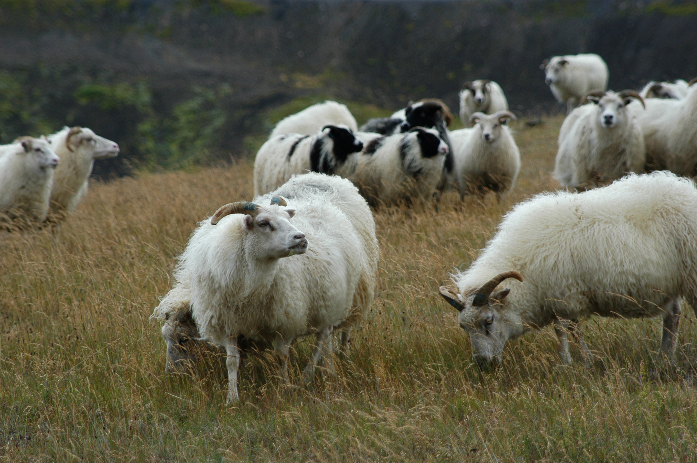 Stuðningsgreiðslur til bænda staðfestar