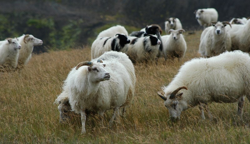 Blessuð eða bölvuð tollverndin?