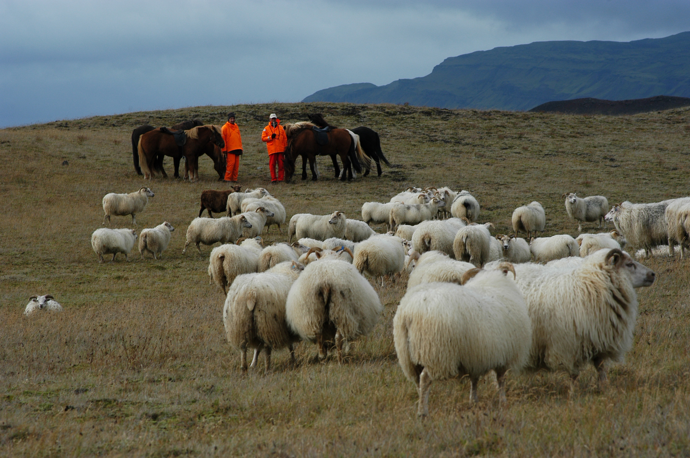 Stefnt að tilraunaverkefni um heimaslátrun