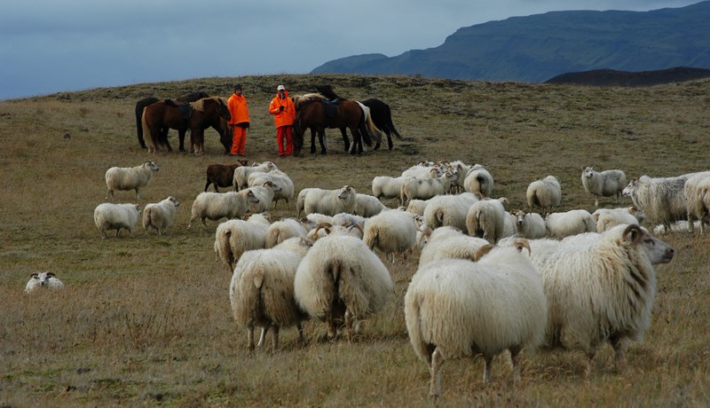 Stefnt að tilraunaverkefni um heimaslátrun
