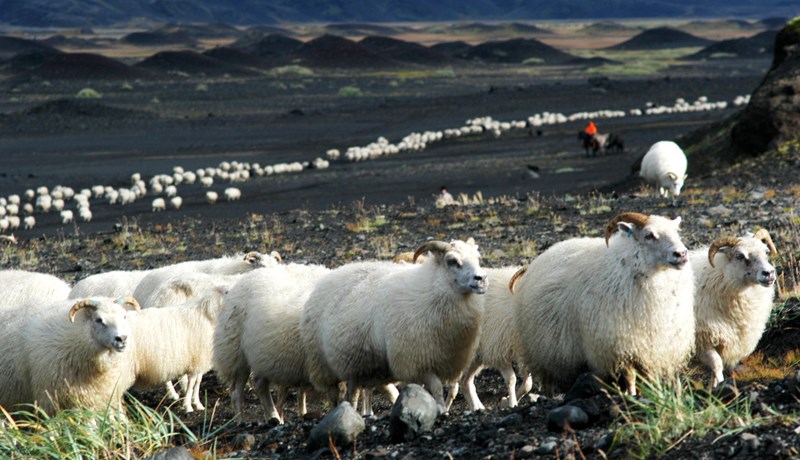 Stuðningskerfi landbúnaðarins - II hluti