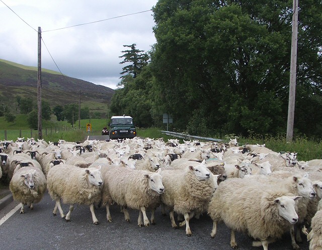 Bíræfnir sauða- og vélaþjófar