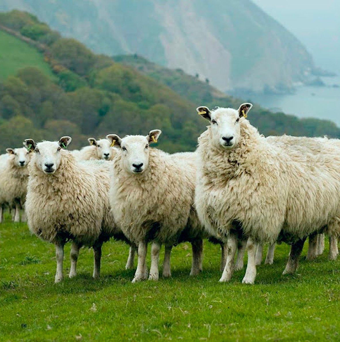 Breskir bændur sitja á „lausafjártímasprengju“
