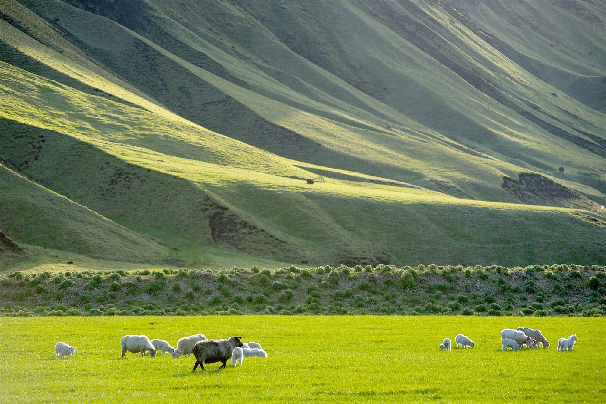 Bændur, norskir víkingar og sjálfbær landnýting