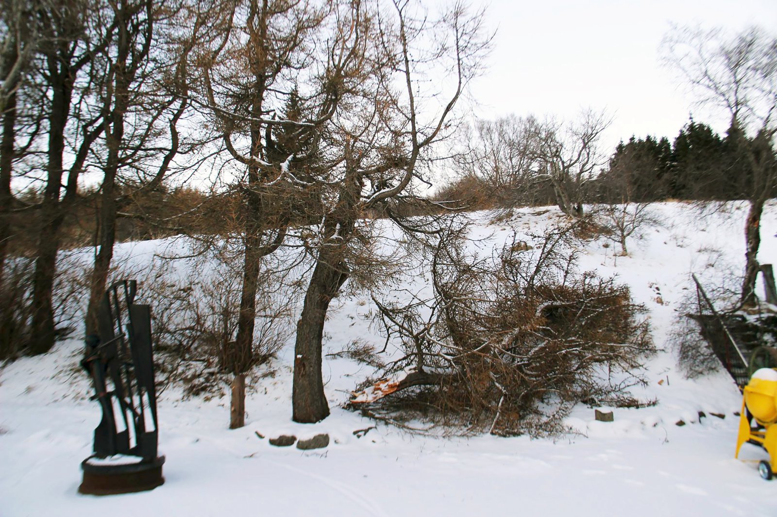 Síberíulerkið illa farið eftir hvassviðri