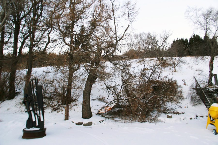 Gamalt og virðulegt Síberíulerki sunnan við Iðnaðarsafnið á Akureyri er illa farið eftir hvassviðri sem gekk yfir nýverið.