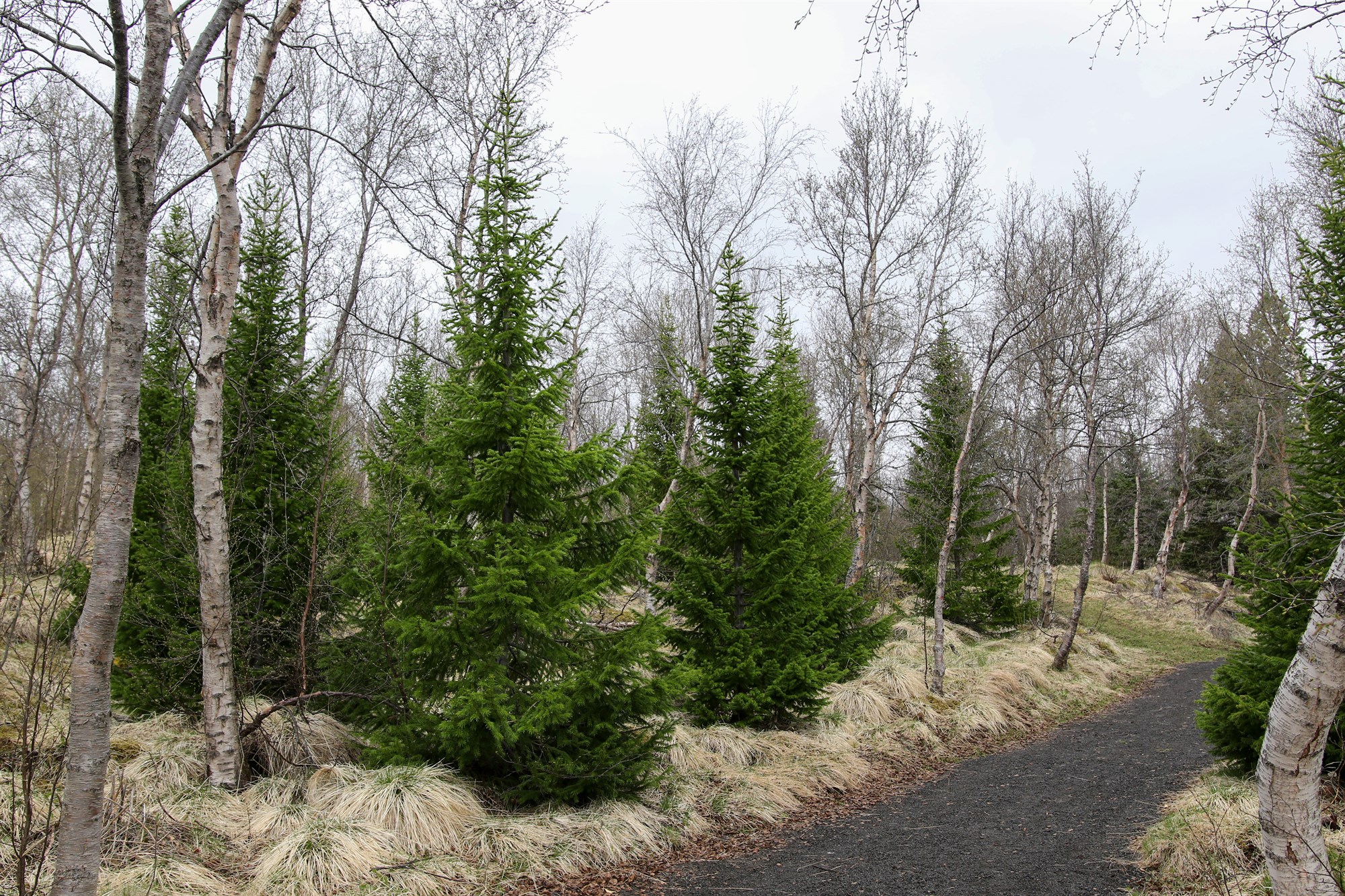 Síberíuþinur (Abies sibirica)