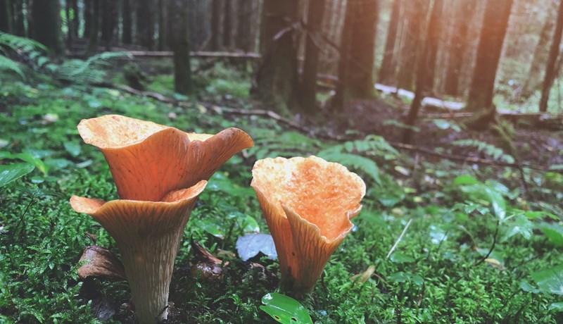 Hagnaðardrifnar stjórnsýsluákvarðanir